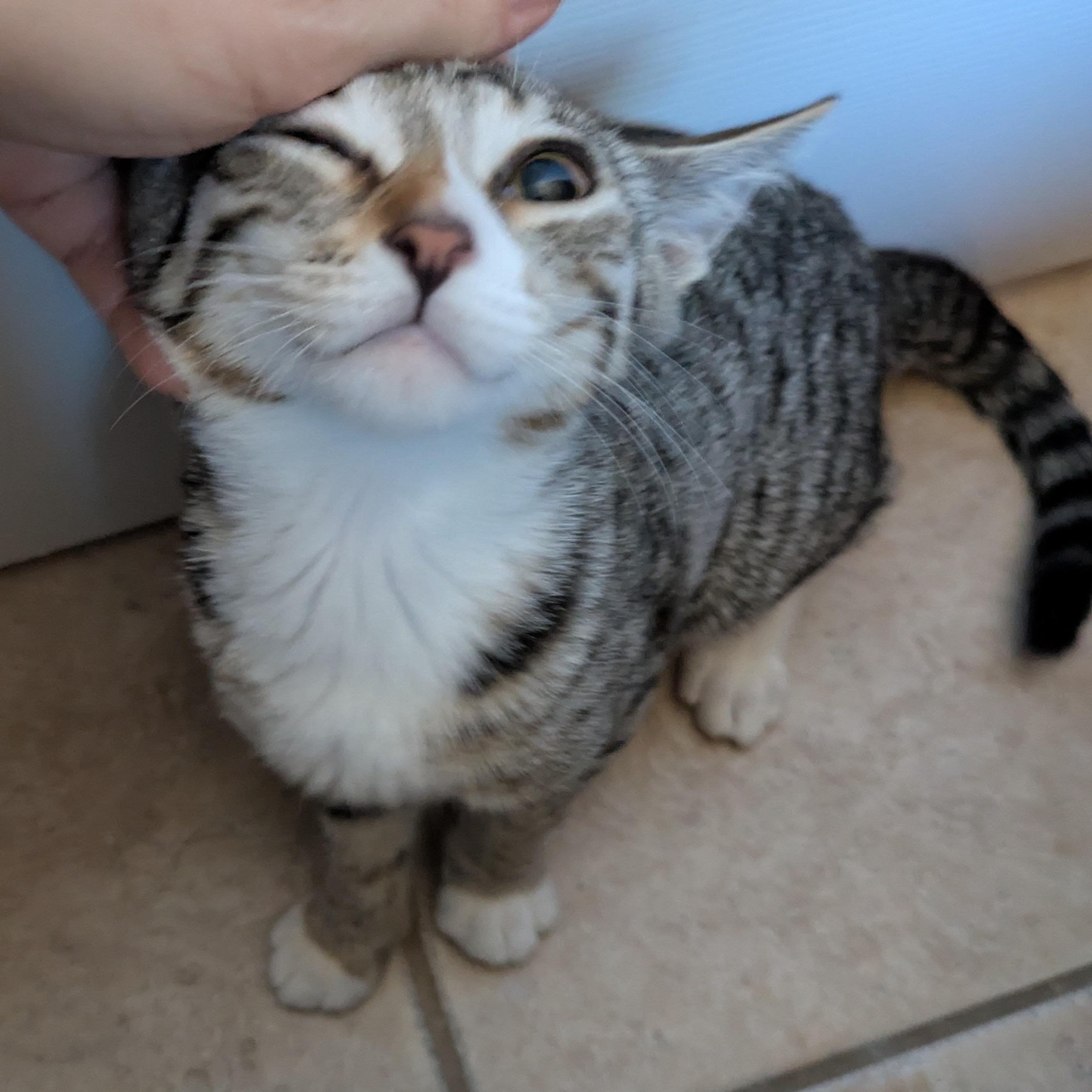 Judy, Adopted, Kitten Female Domestic Short Hair.