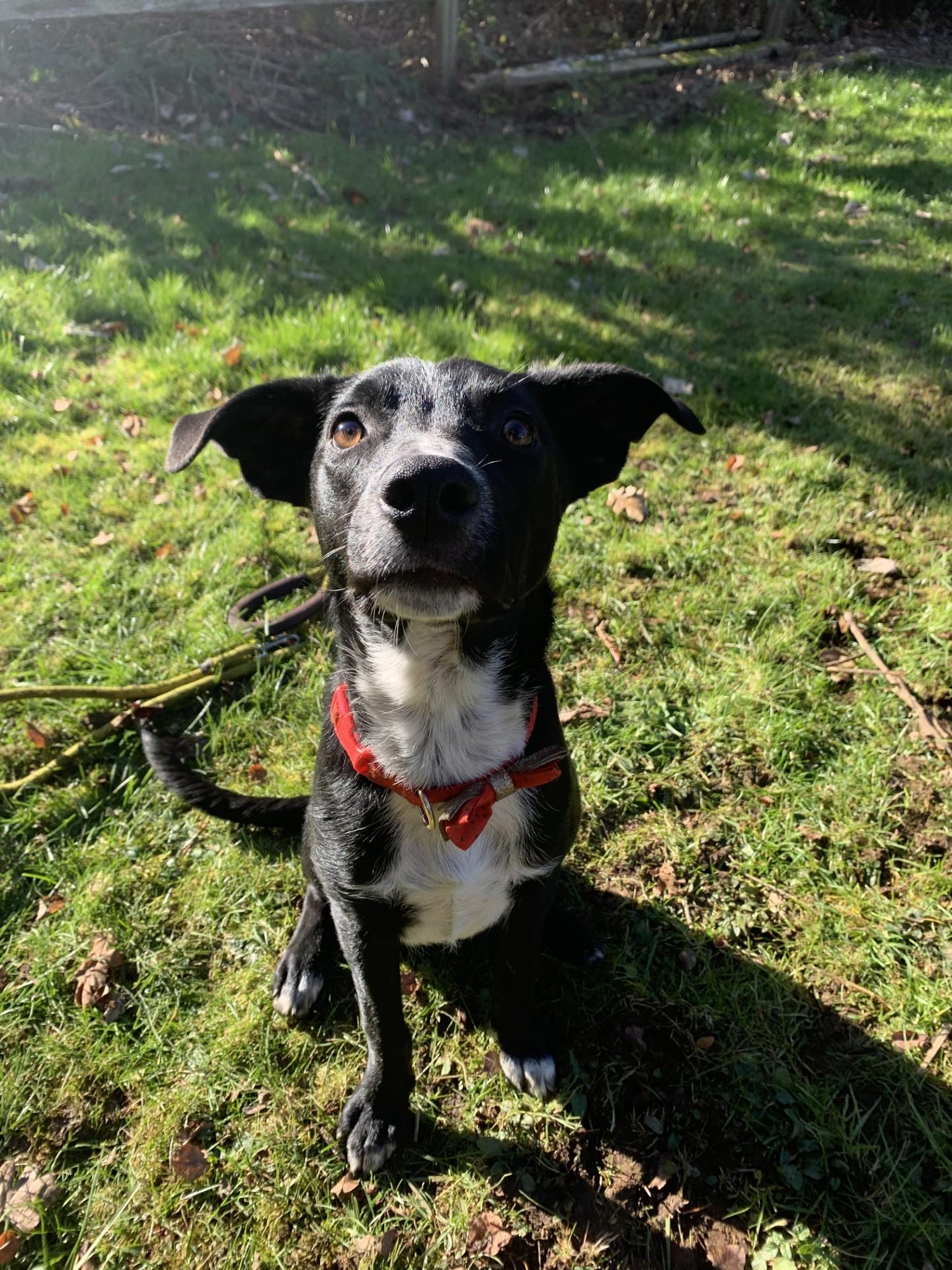 Enlarge Matt, a Adoptable mixed breed in Portland, OR image 2/5