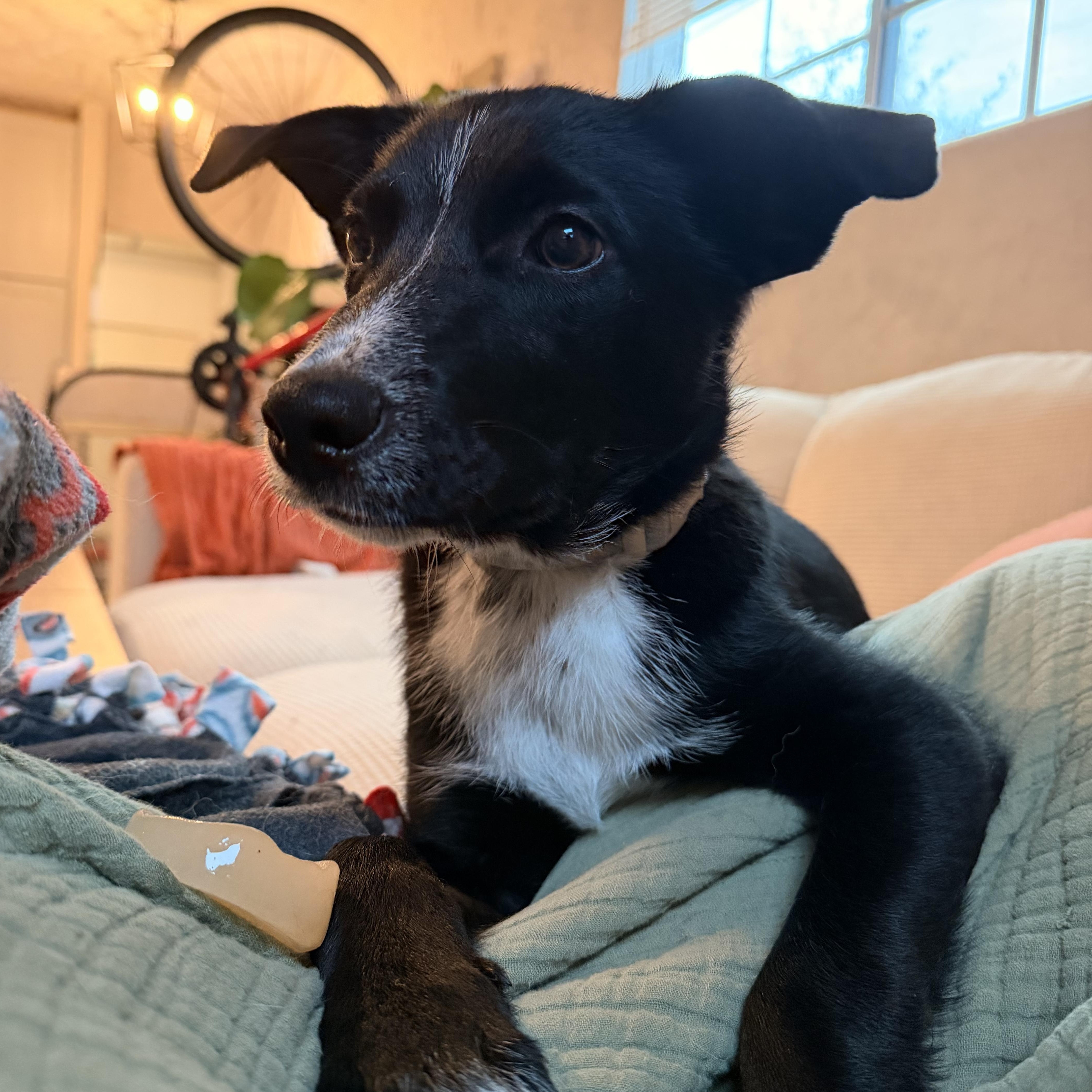 Matt, a Adoptable mixed breed in Portland, OR image 3/5