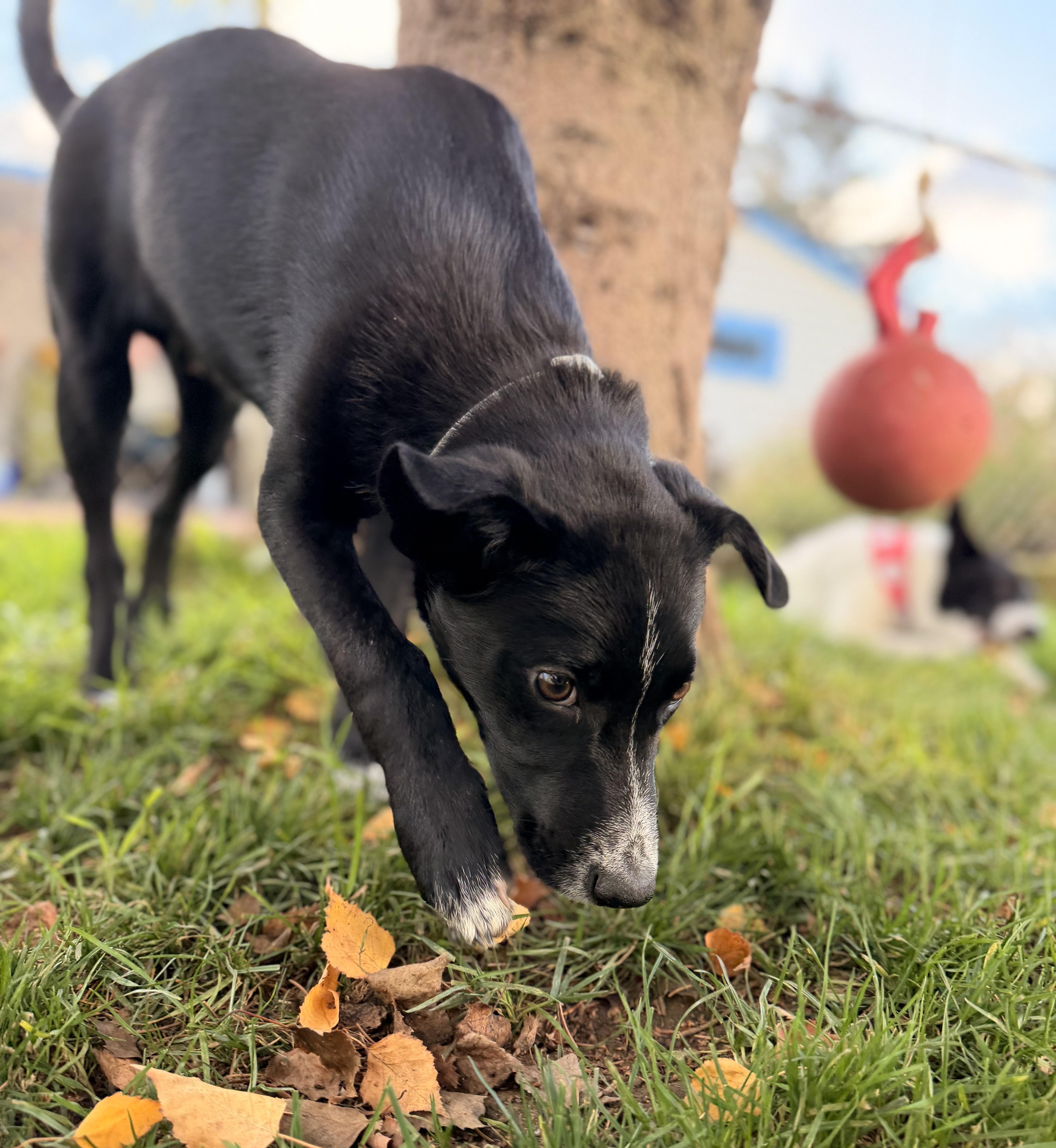 Matt, a Adoptable mixed breed in Portland, OR image 2/5