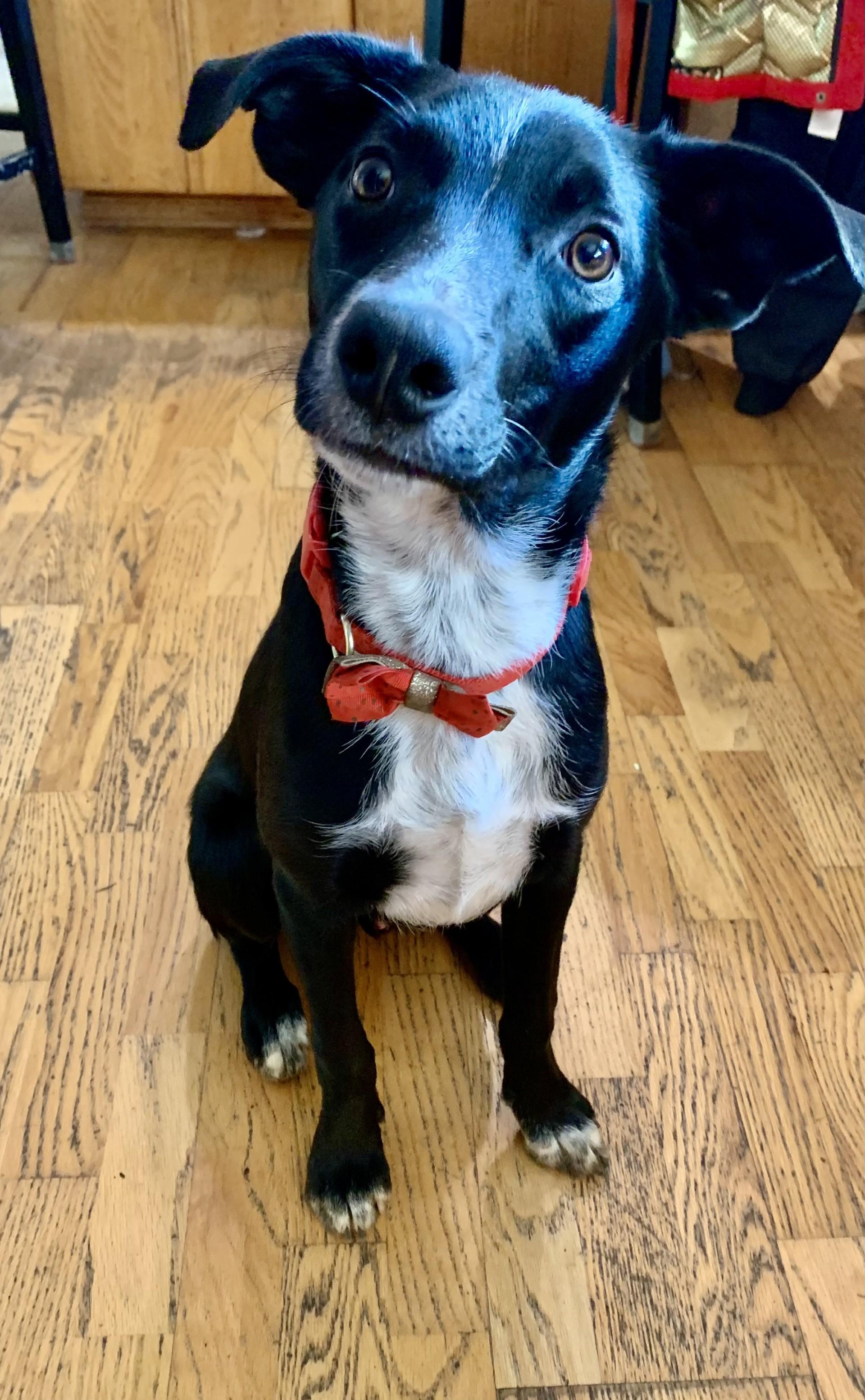 Enlarge Matt, a Adoptable mixed breed in Portland, OR image 1/5