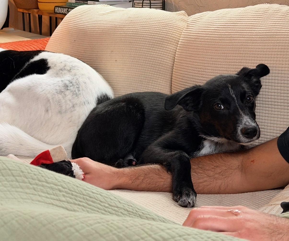 Matt, a Adoptable mixed breed in Portland, OR image 5/5