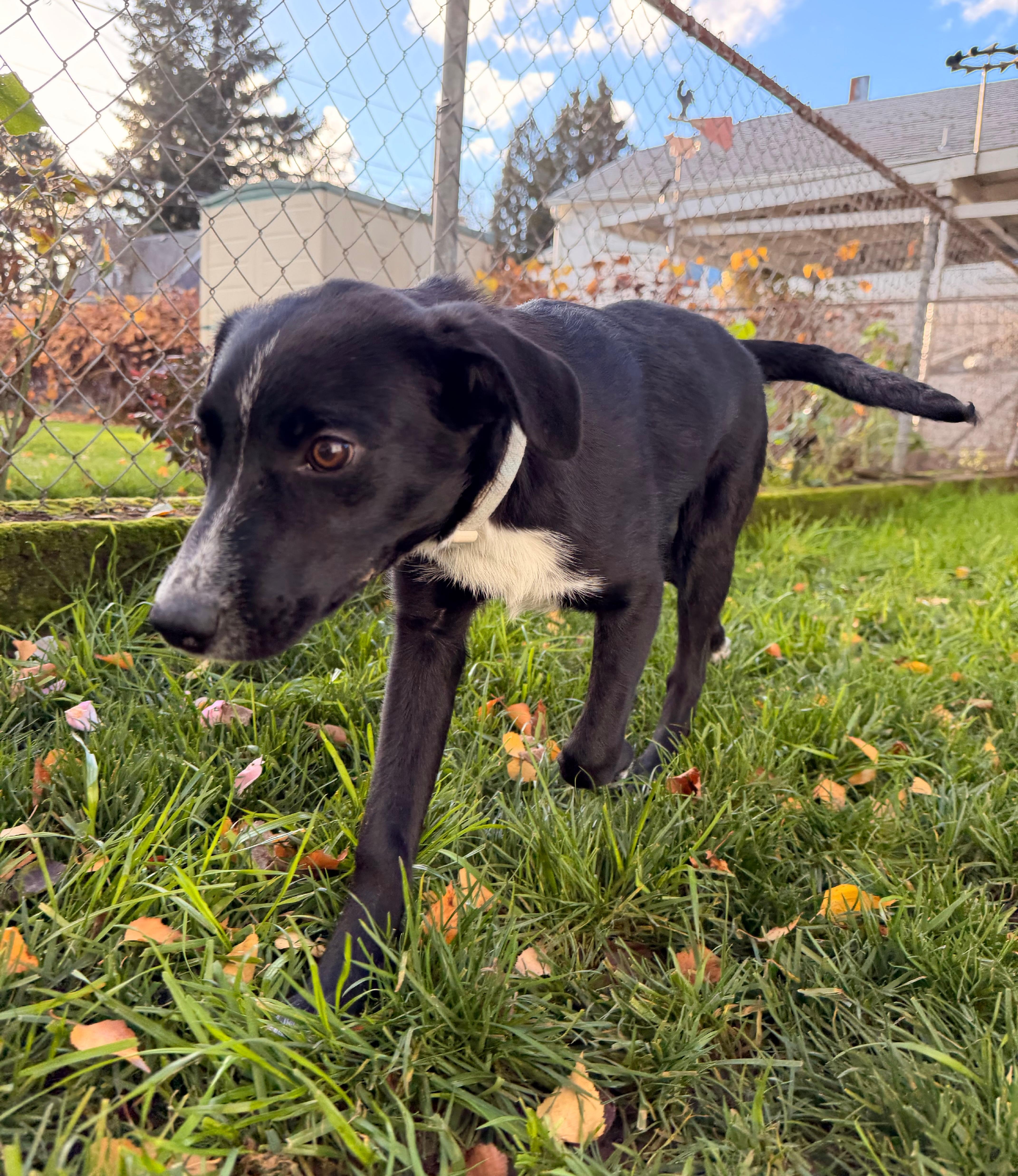 Matt, a Adoptable mixed breed in Portland, OR image 4/5