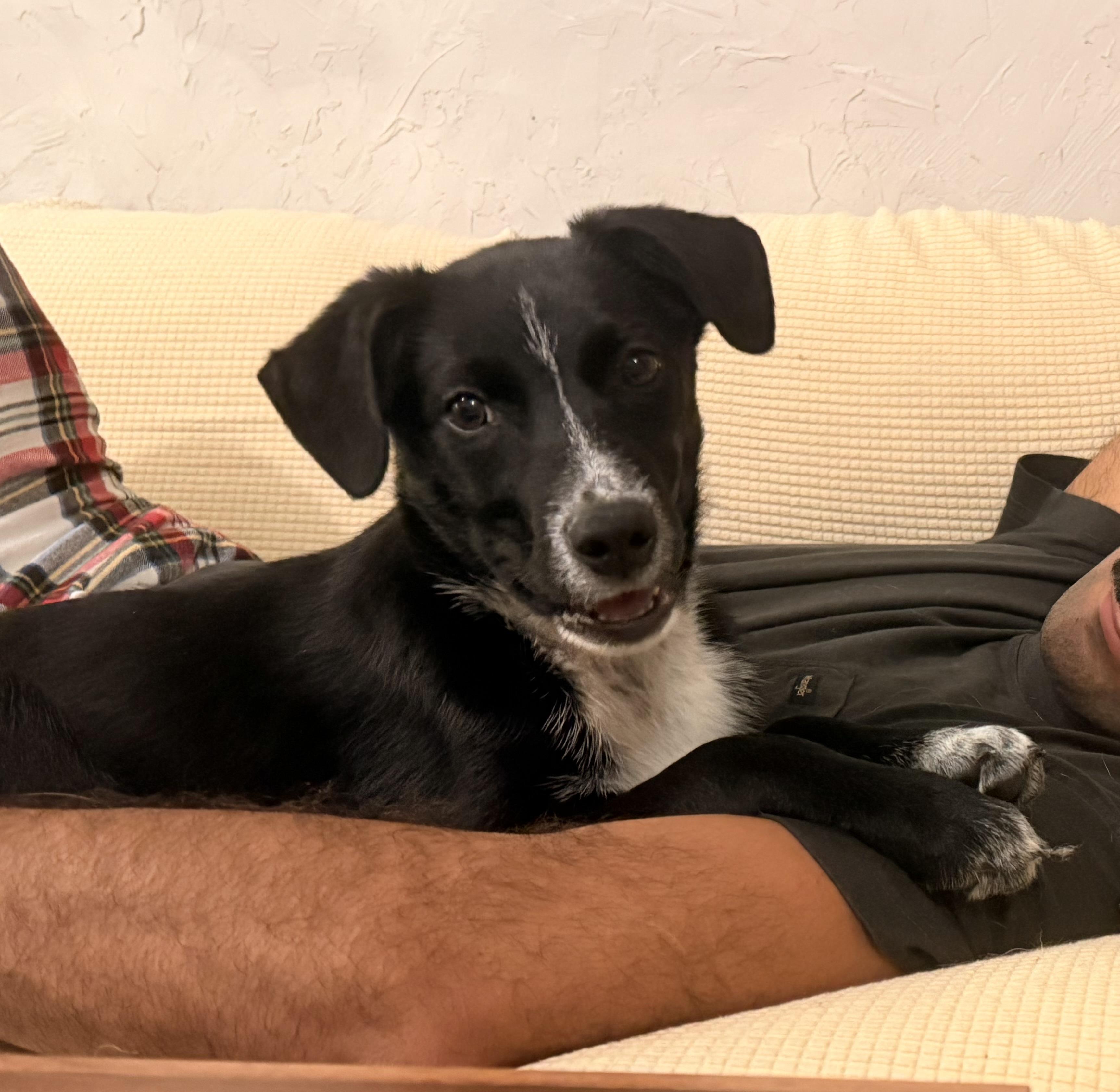 Matt, Adoptable, Puppy Male Border Collie.