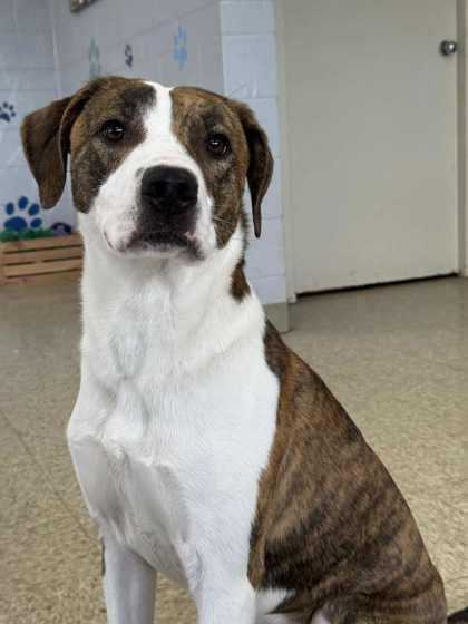 Waffles, Adoptable, Adult Male Hound & Mixed Breed.