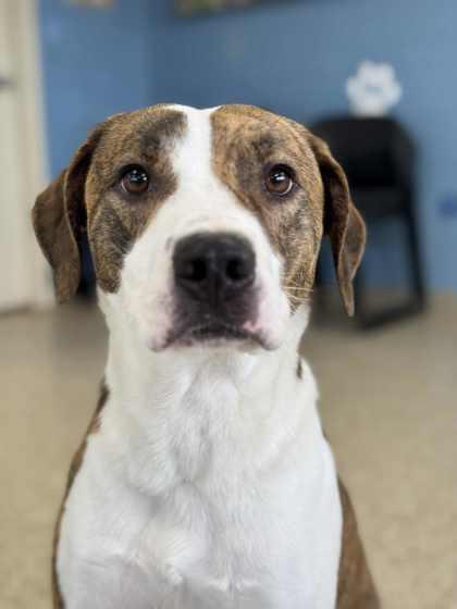 Waffles, a Adoptable mixed breed in Columbia City, IN image 4/6