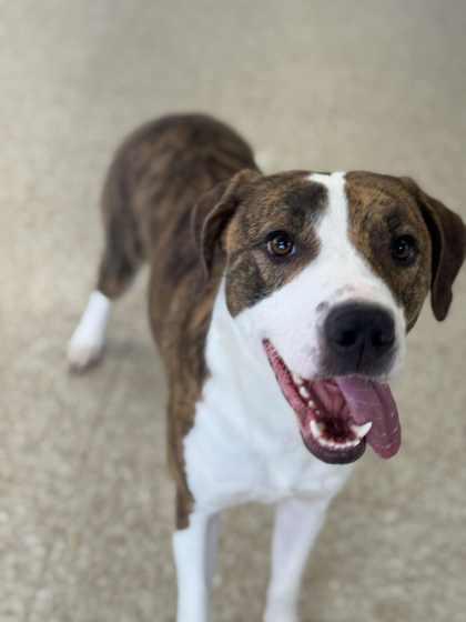 Waffles, a Adoptable mixed breed in Columbia City, IN image 6/6