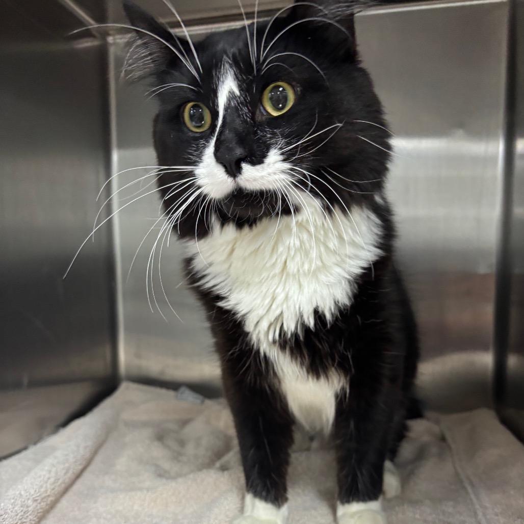 Sylvester, Adoptable, Adult Male Domestic Short Hair.