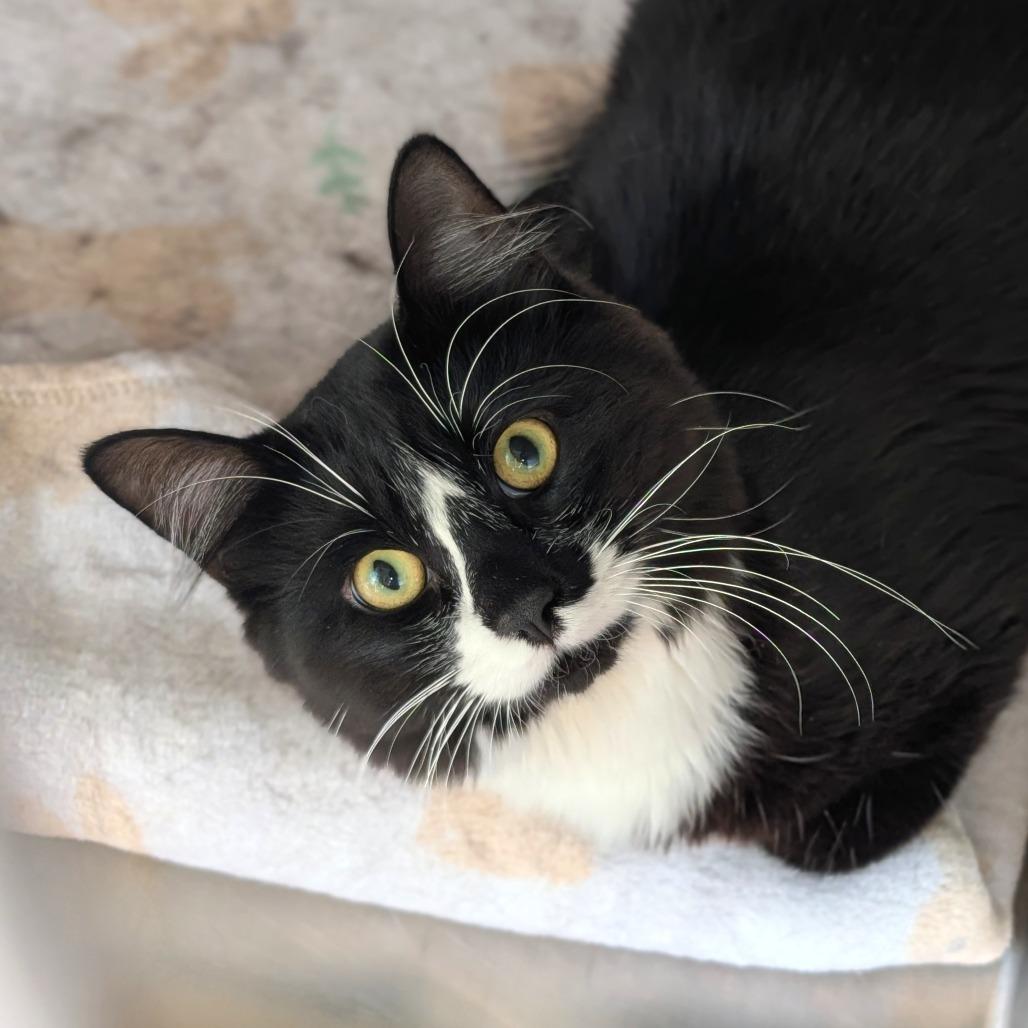Sylvester, a Adoptable Domestic Short Hair in Spokane, WA image 2/3