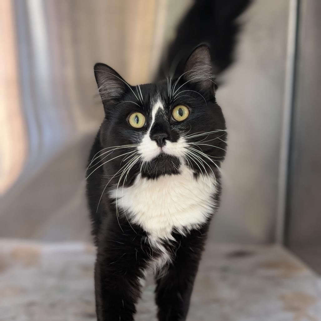 Sylvester, a Adoptable Domestic Short Hair in Spokane, WA image 3/3
