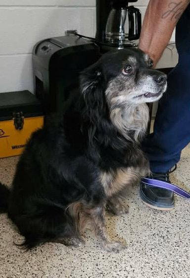 Jupiter, Adoptable, Adult Female Australian Shepherd.