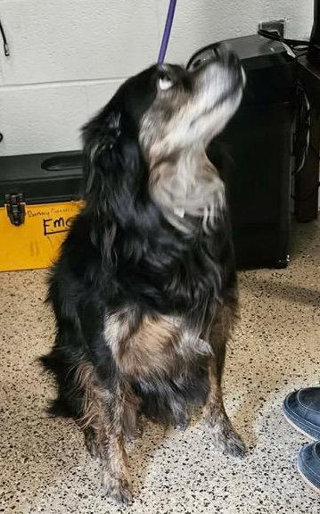 Enlarge Jupiter, a Adoptable Australian Shepherd in Ashville, OH image 2/3