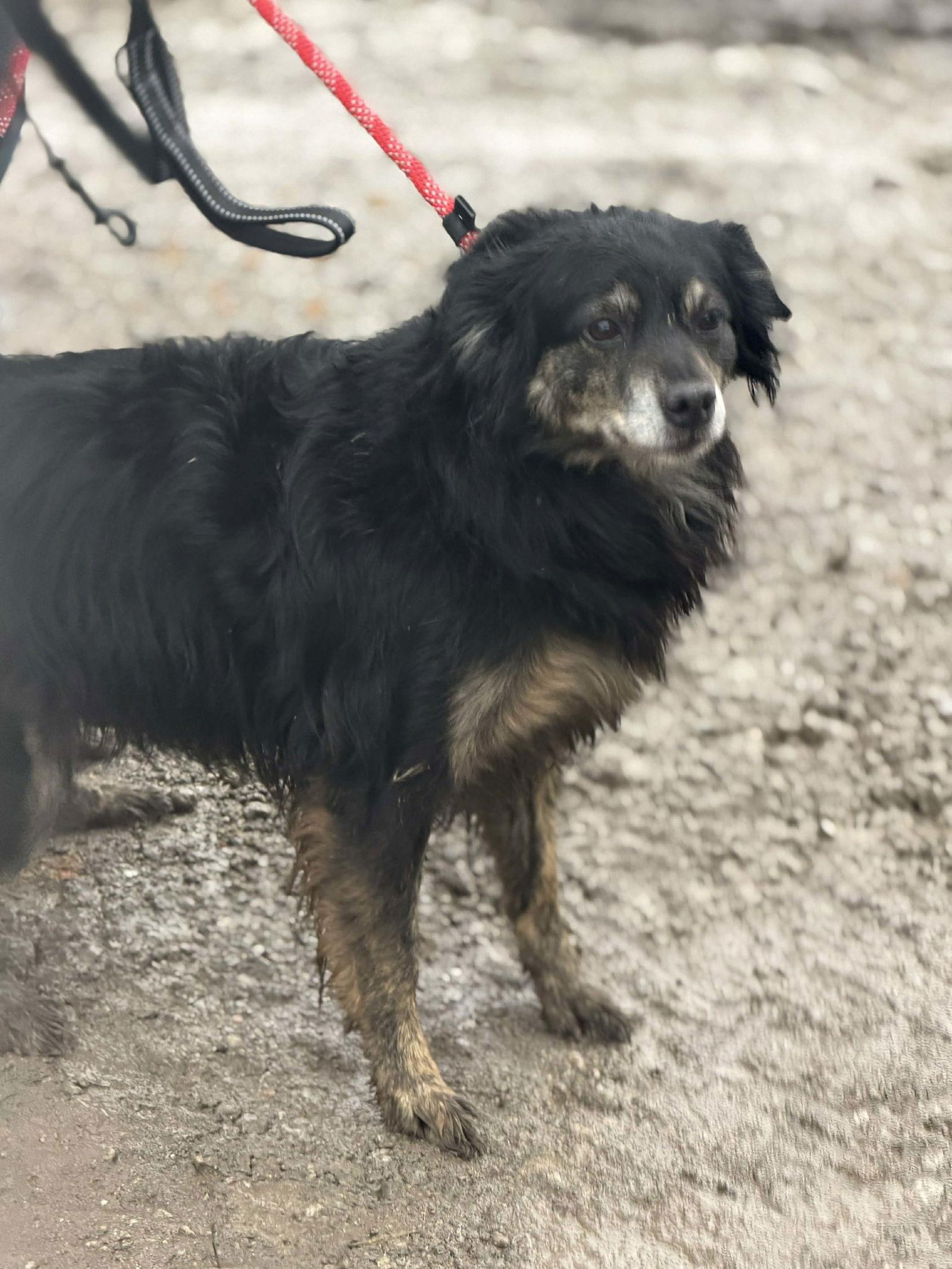 Enlarge Jupiter, a Adoptable Australian Shepherd in Ashville, OH image 1/2