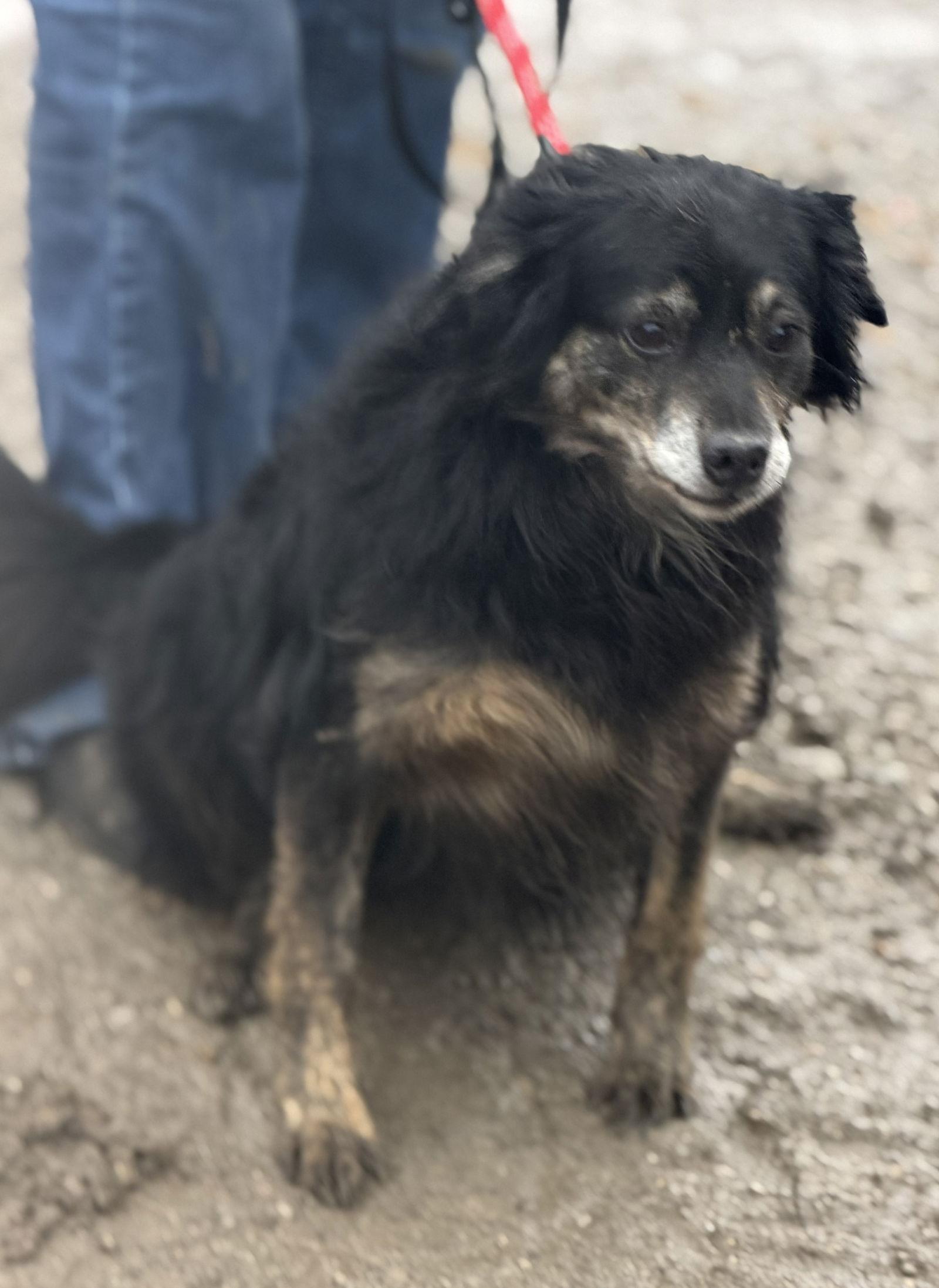 Enlarge Jupiter, a Adoptable Australian Shepherd in Ashville, OH image 2/2