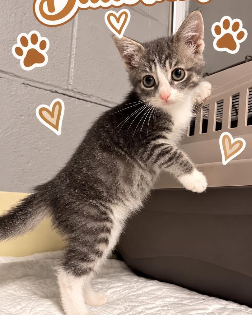 Butternut, Adoptable, Kitten Male Domestic Short Hair.