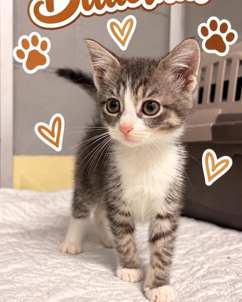 Enlarge Butternut, a Adoptable Domestic Short Hair in Rock Hill, NY image 2/2