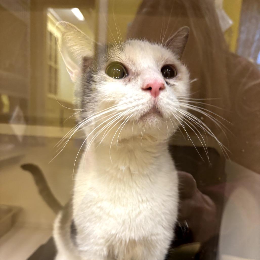 Enlarge Baby, an adopted Domestic Short Hair in Hudson, NY image 1/1