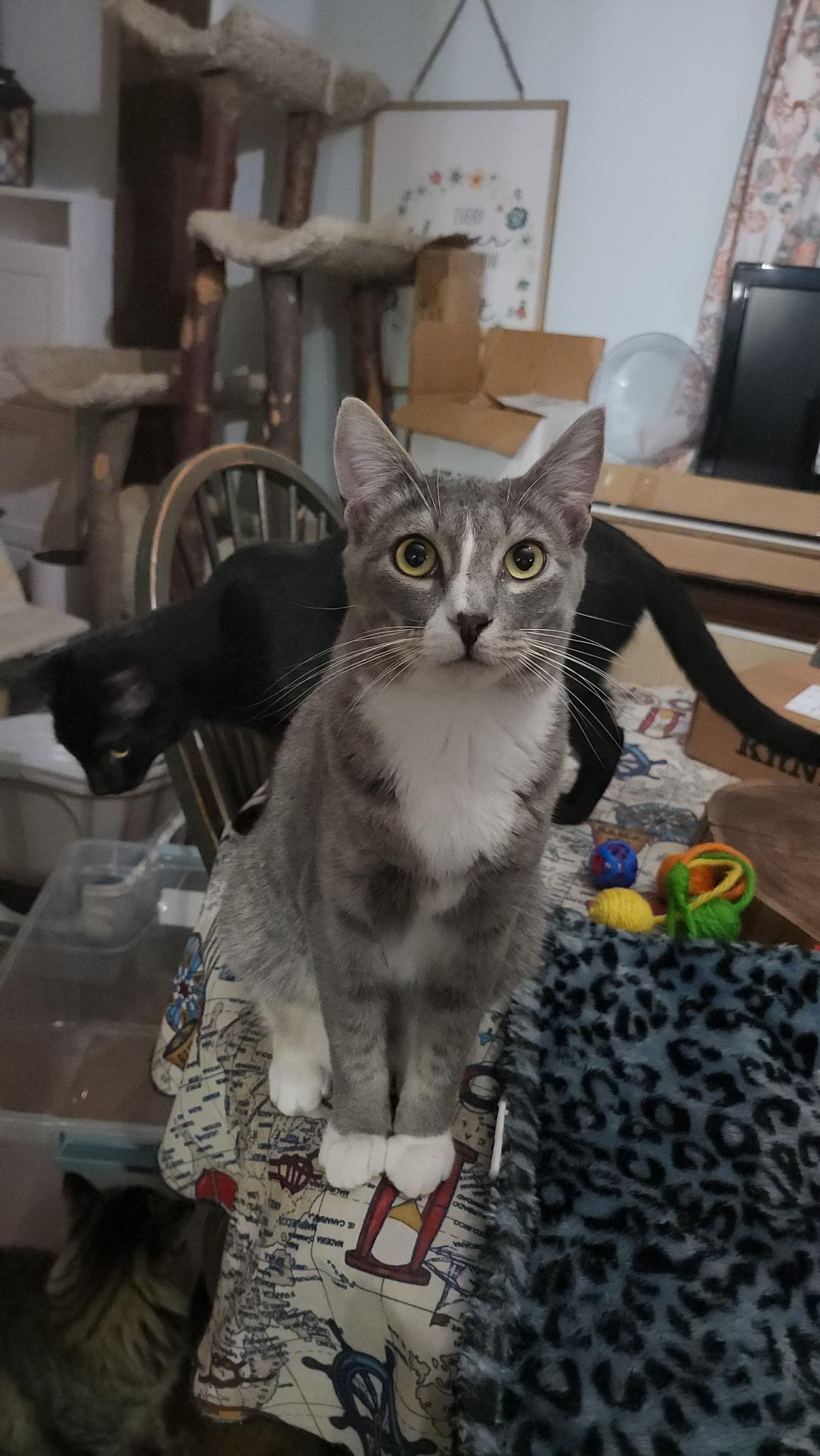 Enlarge Prince Charming, a Adoptable Domestic Short Hair in Fuauay Varina, NC image 1/2