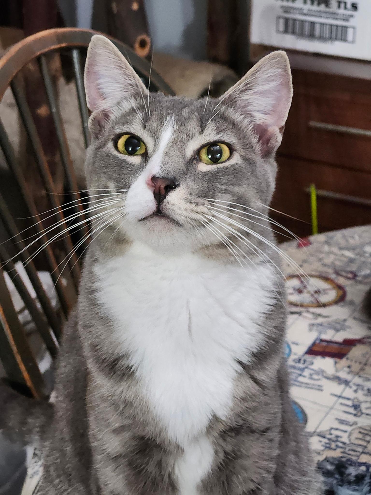 Enlarge Prince Charming, a Adoptable Domestic Short Hair in Fuauay Varina, NC image 2/2
