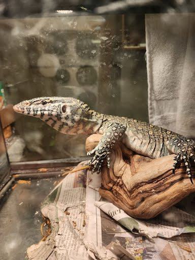 Enlarge Jewels #11456, a Adoptable Monitor in Vista, CA image 1/2