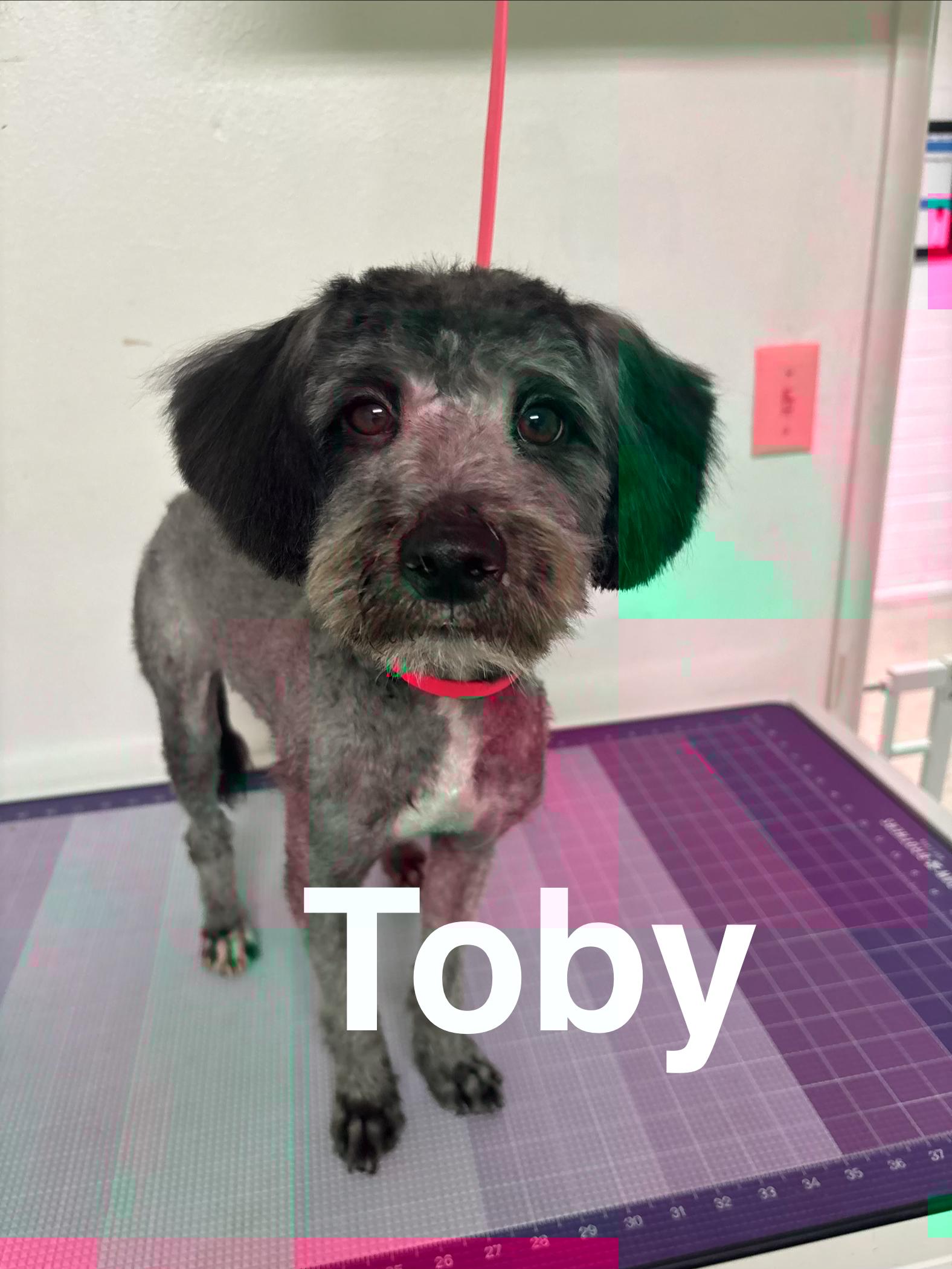 Enlarge Toby, a ADOPTABLE mixed breed in Sierra Vista, AZ image 1/1