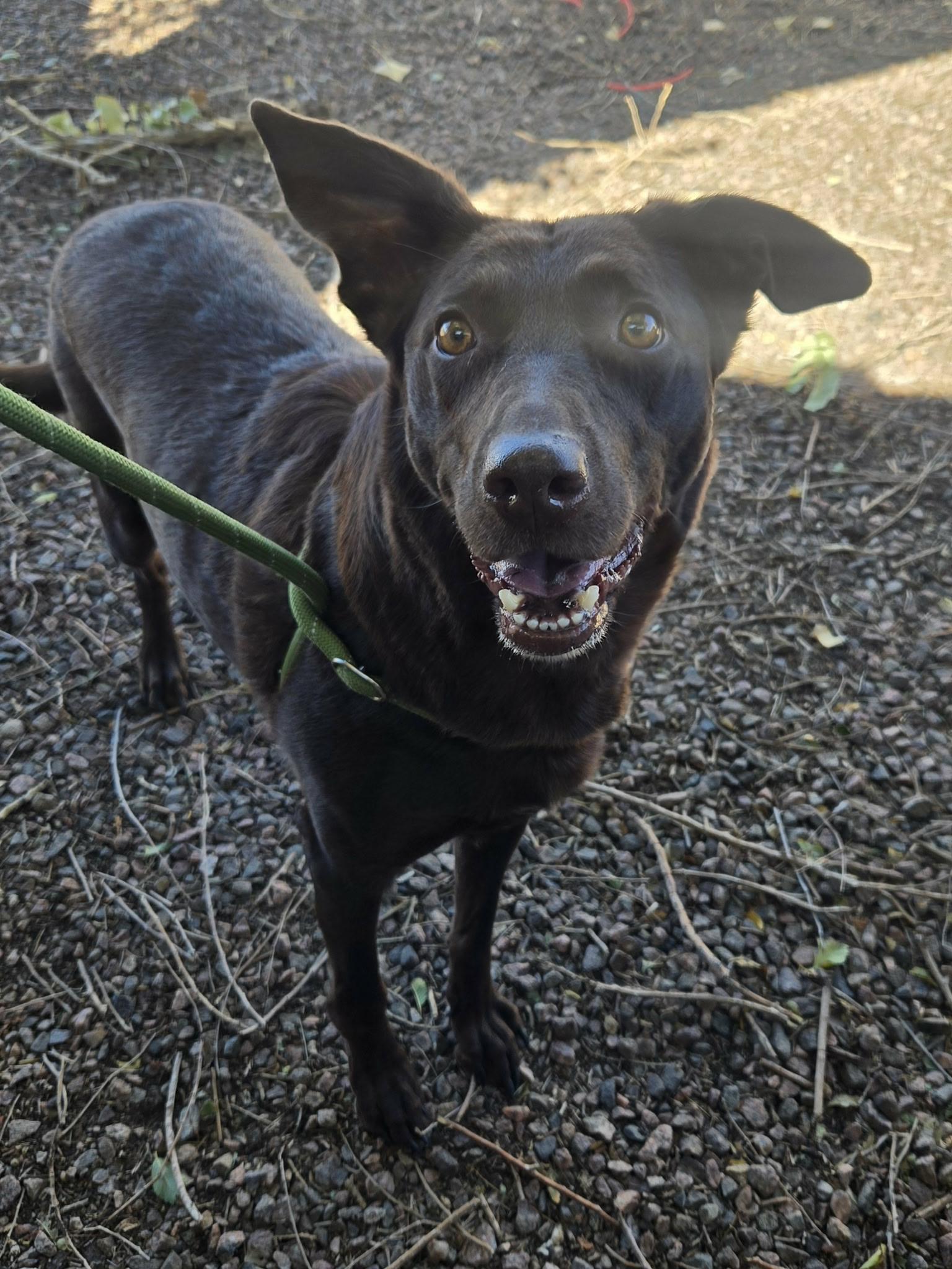 Aspen, Adoptable, Adult Female Labrador Retriever.
