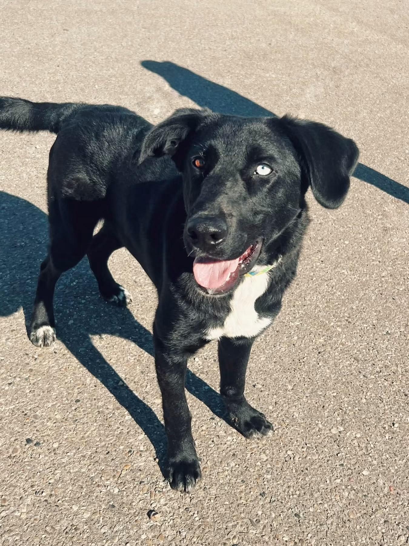 Rio, Adoptable, Young Male Labrador Retriever.