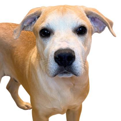 Enlarge Biscoff Brownie, a Adoptable mixed breed in Reno, NV image 1/1