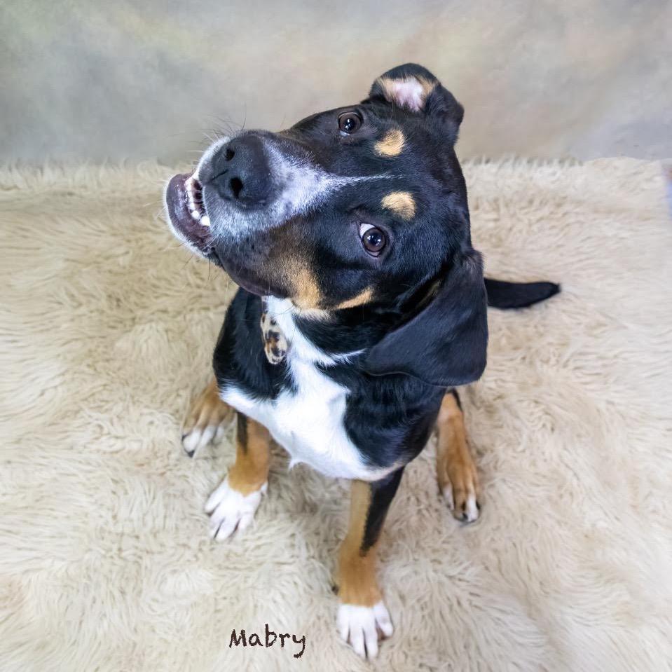 Mabry, Adoptable, Young Male Greater Swiss Mountain Dog.
