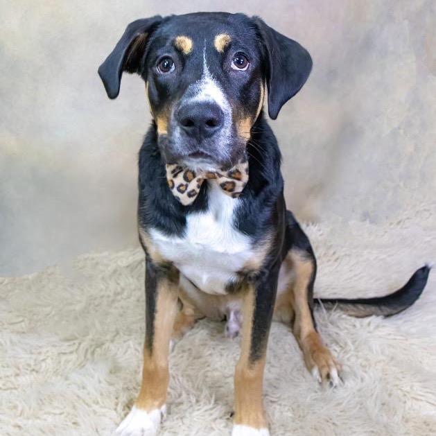 Enlarge Mabry, a Adoptable Greater Swiss Mountain Dog in Northbrook, IL image 2/4