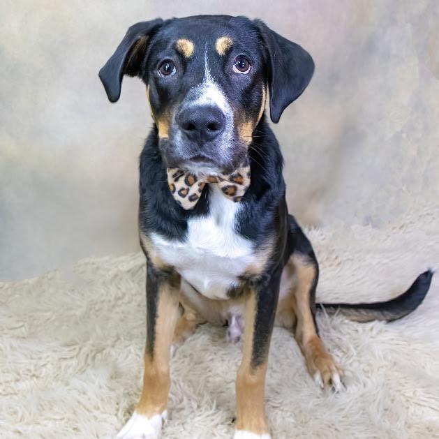 Enlarge Mabry, a Adoptable Greater Swiss Mountain Dog in Northbrook, IL image 3/4