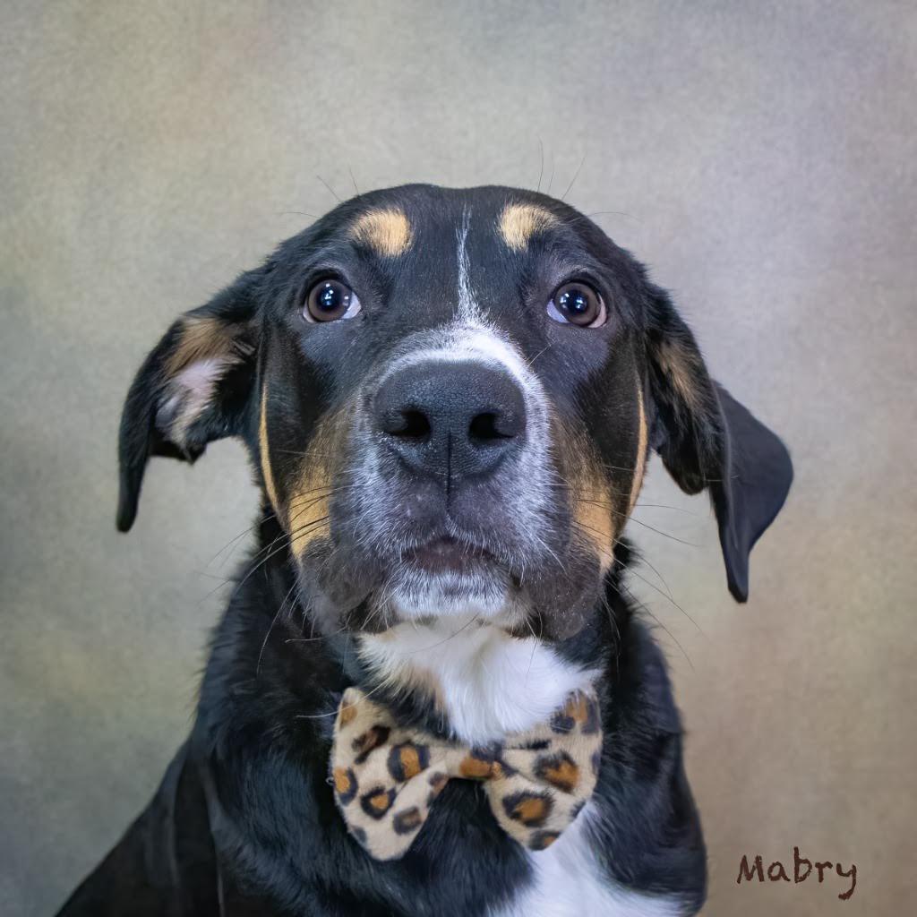 Enlarge Mabry, a Adoptable Greater Swiss Mountain Dog in Northbrook, IL image 4/4