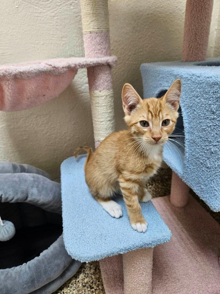 Chai, Adoptable, Kitten Male Domestic Short Hair.