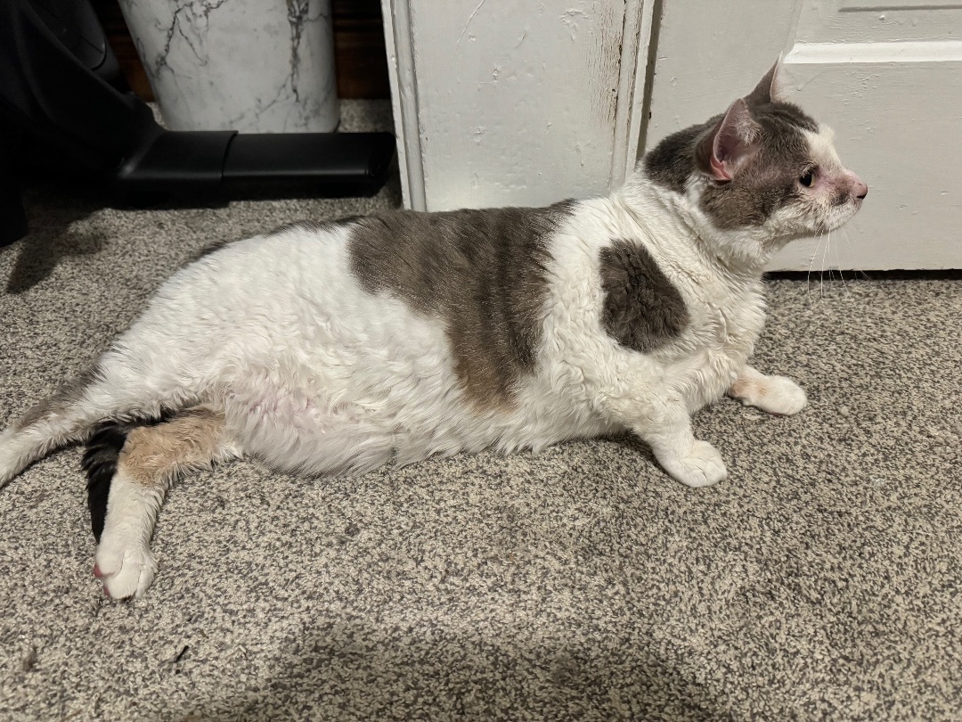 Little John, a Adopted Domestic Short Hair in Waseca, MN image 1/4