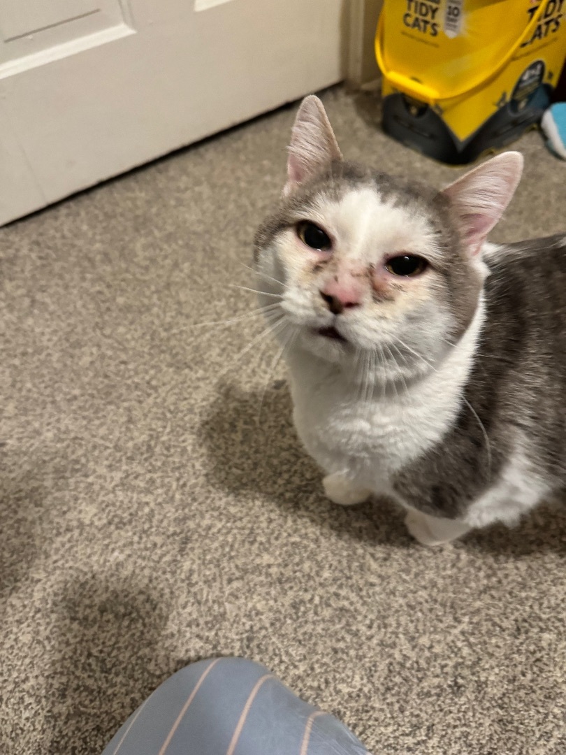 Little John, a Adopted Domestic Short Hair in Waseca, MN image 2/4