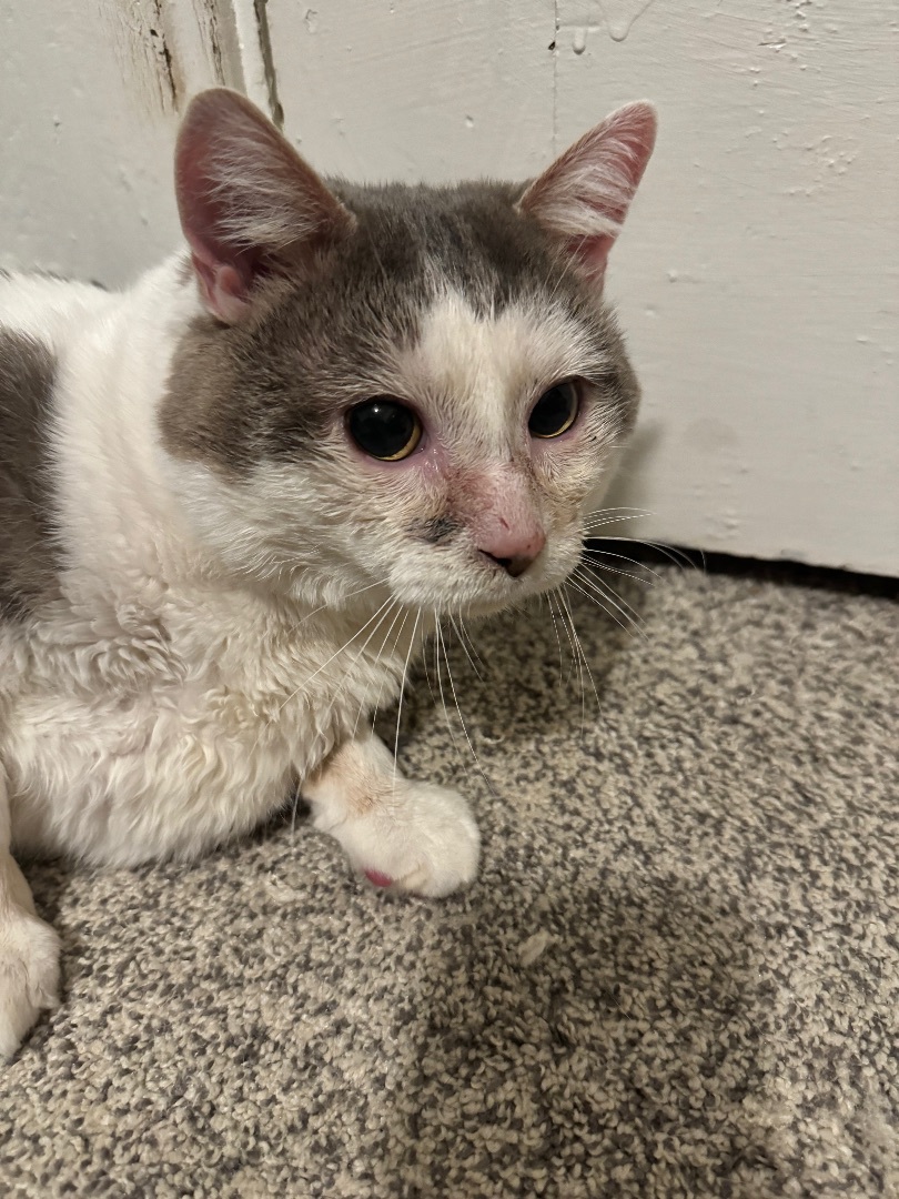 Little John, a Adopted Domestic Short Hair in Waseca, MN image 3/4