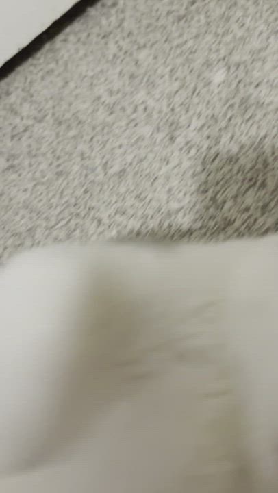 Enlarge Little John, a Adopted Domestic Short Hair in Waseca, MN video 4/4