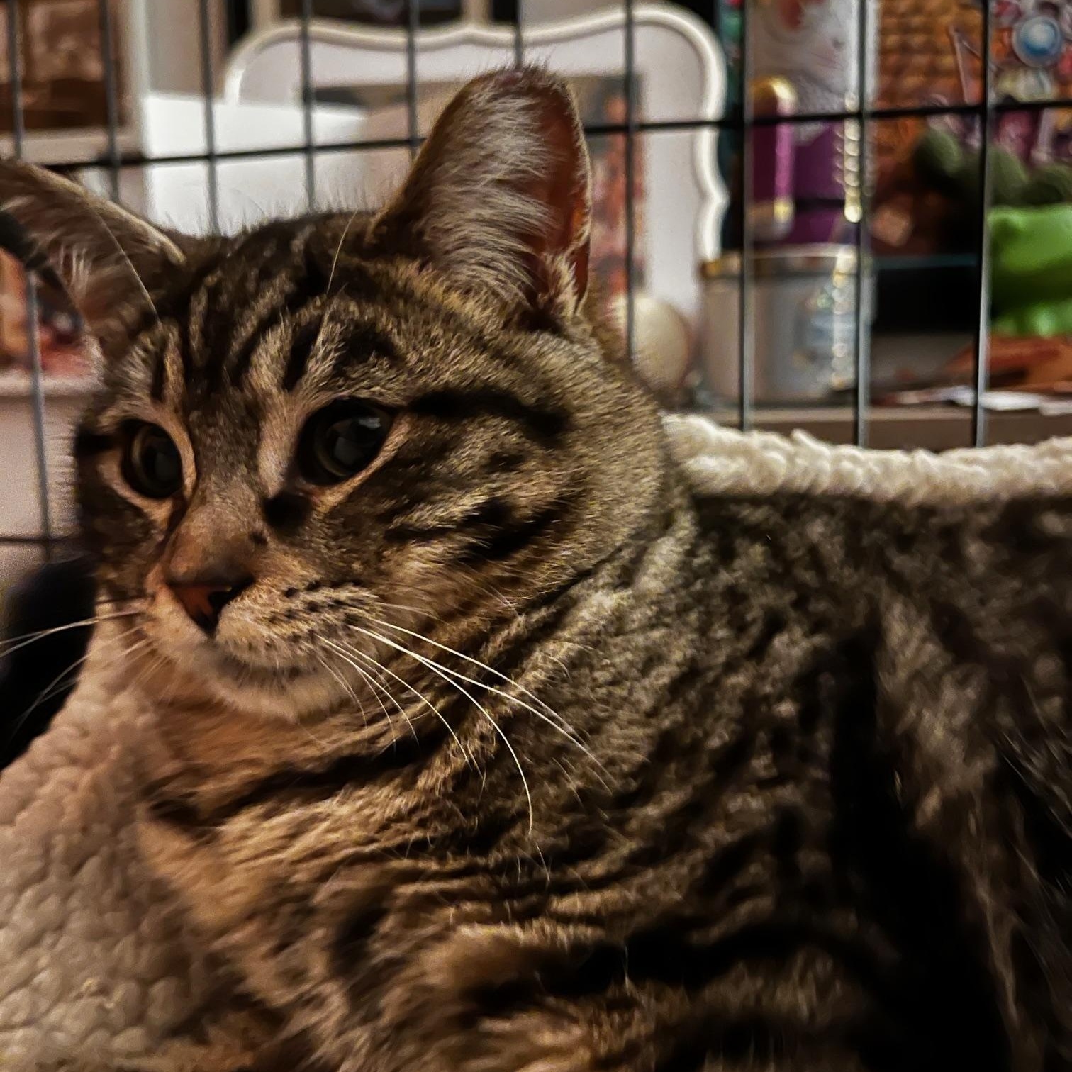 Soft *MUST BE ADOPTED WITH MOC OR BUDDY*, adopted, Young Male Domestic Short Hair.