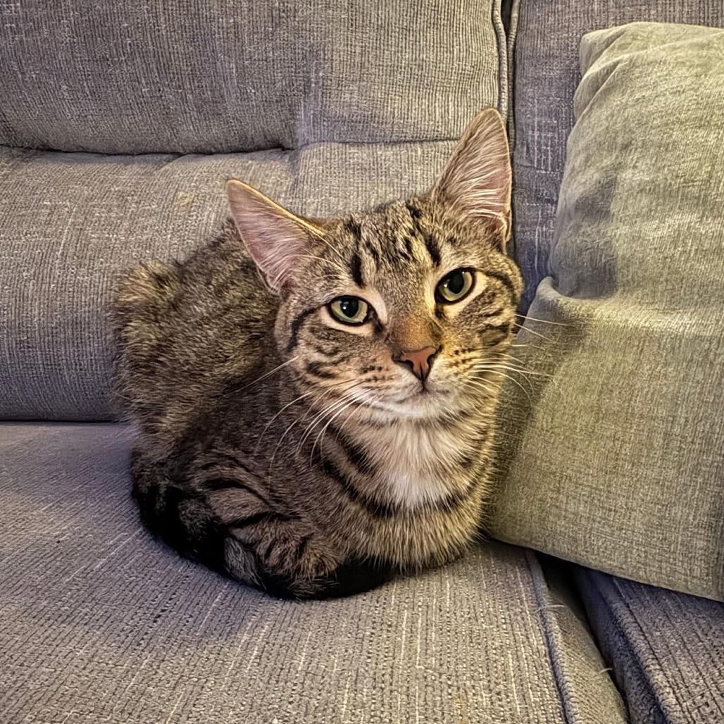 Allen, ADOPTABLE, Kitten Male Domestic Short Hair.