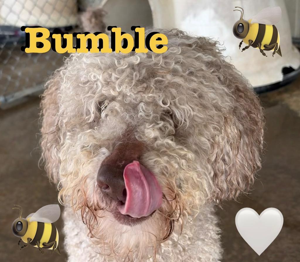 Bumble, Adoptable, Adult Male Poodle.