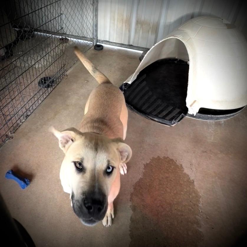Enlarge Nelson, a Adoptable Black Mouth Cur in Ada, OK image 1/5
