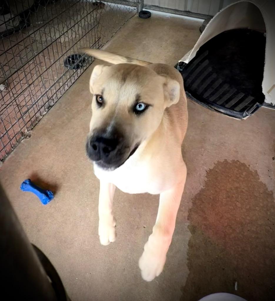 Enlarge Nelson, a Adoptable Black Mouth Cur in Ada, OK image 2/5