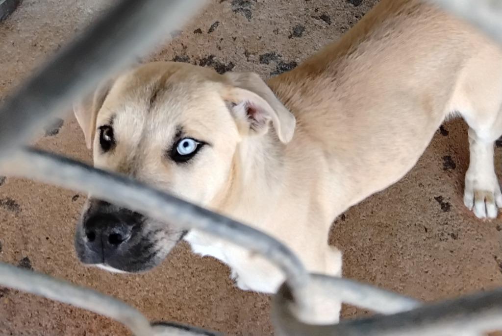 Enlarge Nelson, a Adoptable Black Mouth Cur in Ada, OK image 3/5