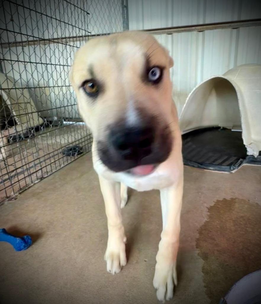 Enlarge Nelson, a Adoptable Black Mouth Cur in Ada, OK image 5/5