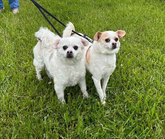 Enlarge Luna and Harry, a Adoptable mixed breed in Russellton, PA image 6/6