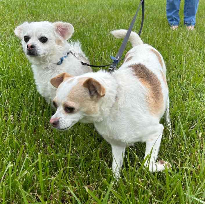 Enlarge Luna and Harry, a Adoptable mixed breed in Russellton, PA image 2/6