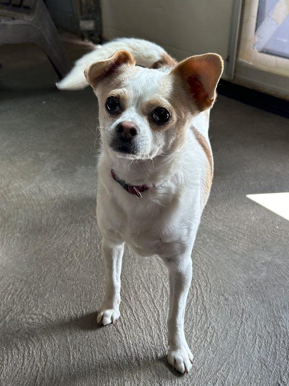 Luna and Harry, Adoptable, Adult Female Chihuahua & Pug.