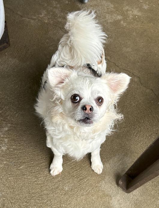 Enlarge Luna and Harry, a Adoptable mixed breed in Russellton, PA image 3/6