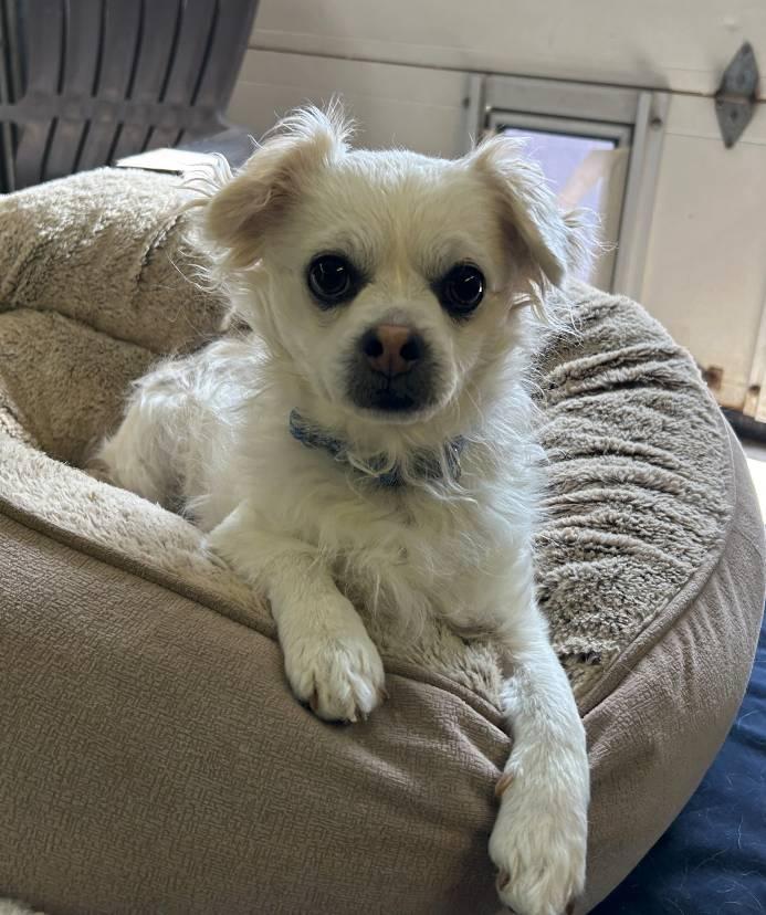 Enlarge Luna and Harry, a Adoptable mixed breed in Russellton, PA image 4/6