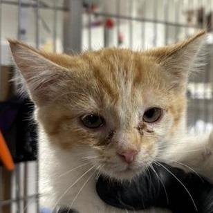 Enlarge Eenie, a Adoptable Domestic Short Hair in Hampton Bays, NY image 1/2